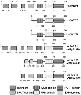 The Arabidopsis thaliana Poly(ADP-Ribose) Polymerases 1 and 2 Modify DNA by ADP-Ribosylating Terminal Phosphate Residues